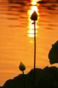 内纳取得胜利之路，法国足球联赛赛事激励人心